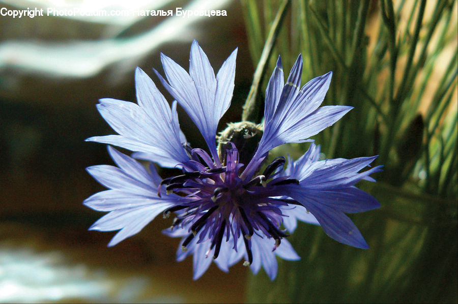 Daisies, Daisy, Flower, Plant, Blossom, Flora, Geranium
