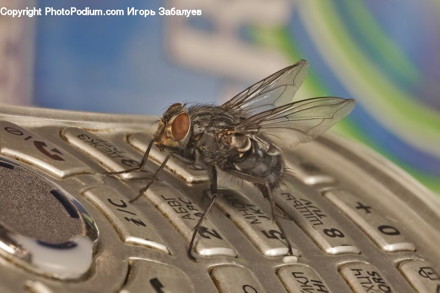 Anisoptera, Dragonfly, Insect, Invertebrate, Emblem, Logo, Asilidae