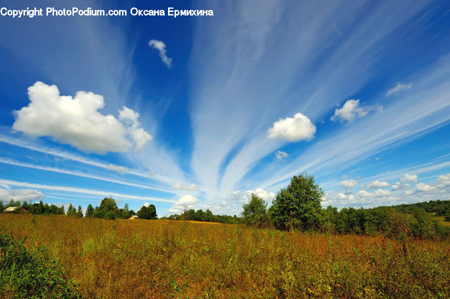 Field, Grass, Grassland, Land, Outdoors, Conifer, Fir