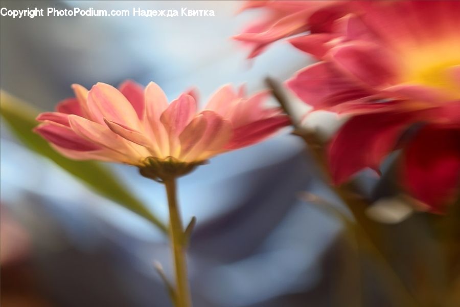 Blossom, Flora, Flower, Plant, Daisies, Daisy, Dahlia