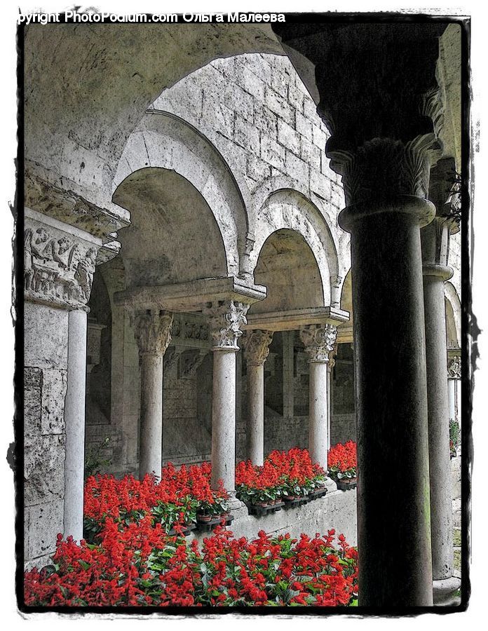 Plant, Potted Plant, Arch, Column, Pillar, Blossom, Flora