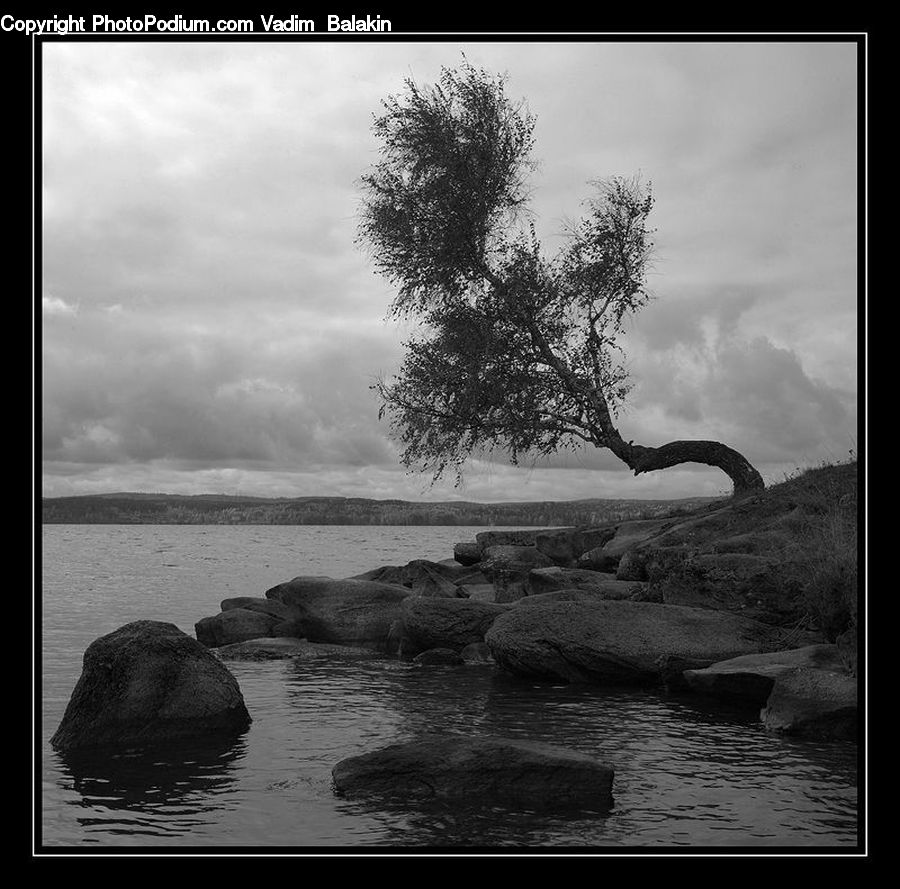 Rock, Plant, Tree, Water, Oak, Wood, Coast