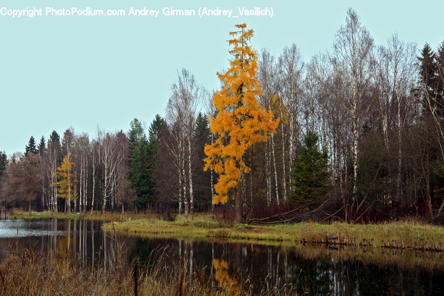 Conifer, Fir, Plant, Tree, Birch, Wood, Larch