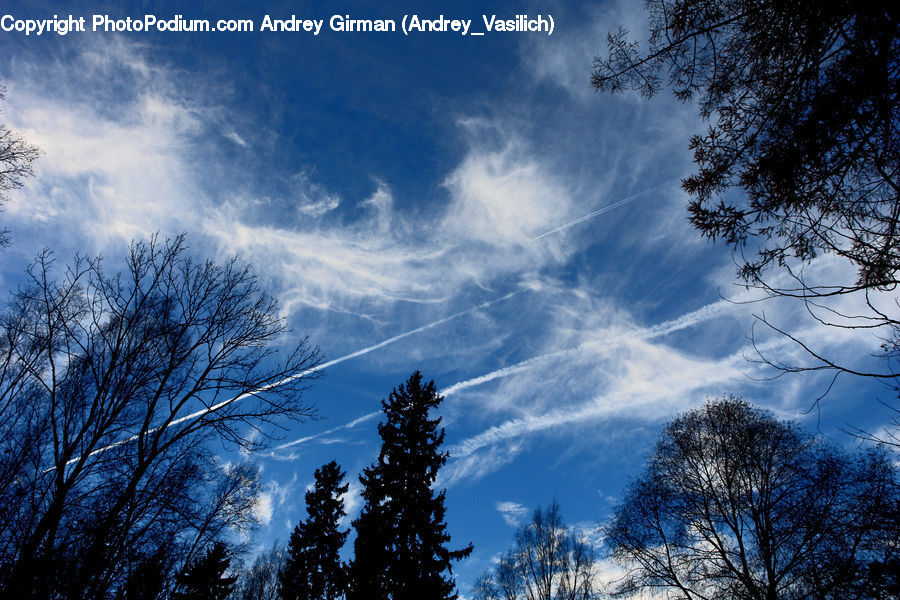 Conifer, Fir, Pine, Plant, Spruce, Tree, Azure Sky