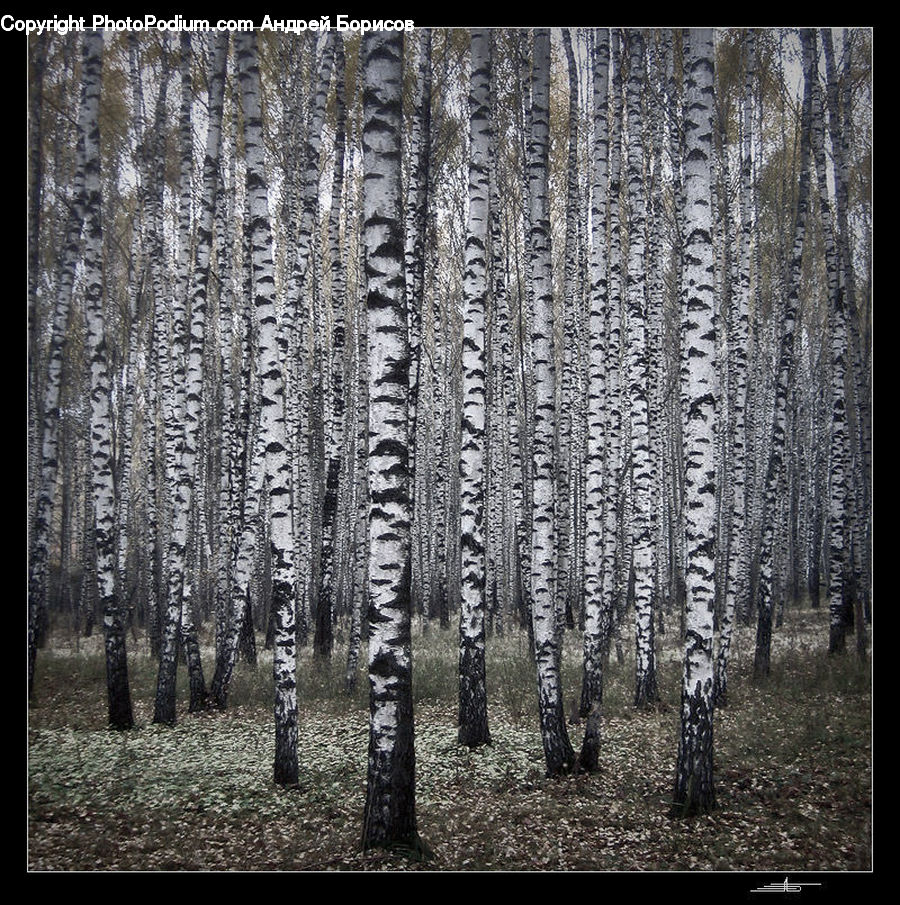 Birch, Tree, Wood, Forest, Vegetation