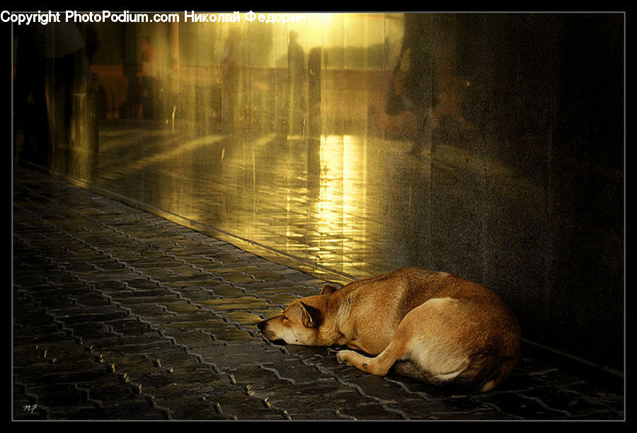 Animal, Beagle, Canine, Dog, Hound, Mammal, Pet