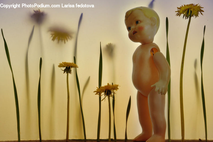 Plant, Potted Plant, Dandelion, Flower, Doll, Toy, Palm Tree