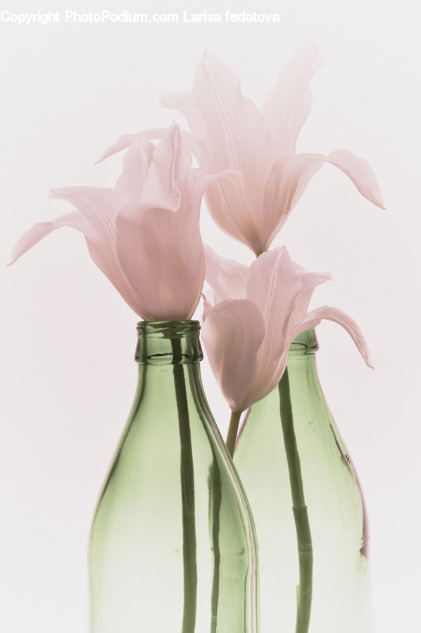 Blossom, Flower, Peony, Plant, Flora, Gladiolus, Flower Arrangement