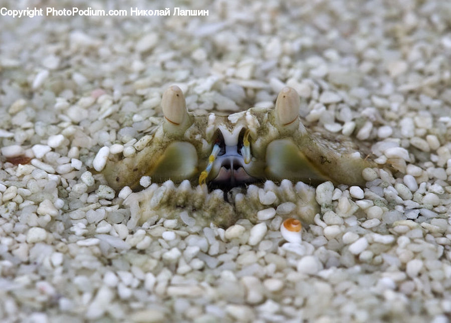Crab, Invertebrate, Sea Life, Seafood, Teddy Bear, Toy, Agaric