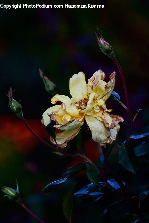 Flower, Flower Arrangement, Flower Bouquet, Blossom, Flora, Plant, Aquilegia