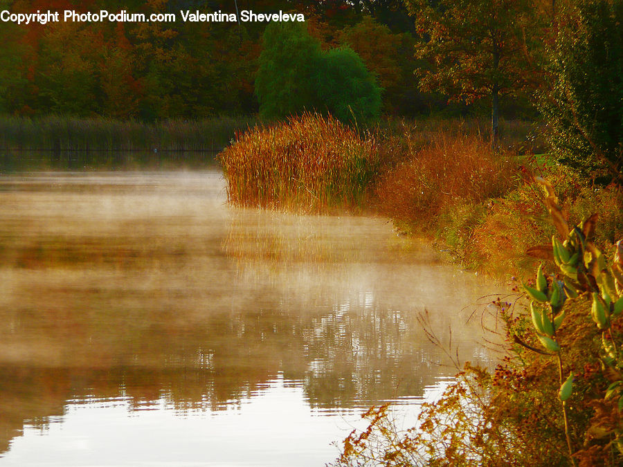 Land, Marsh, Pond, Swamp, Water, Blossom, Flora