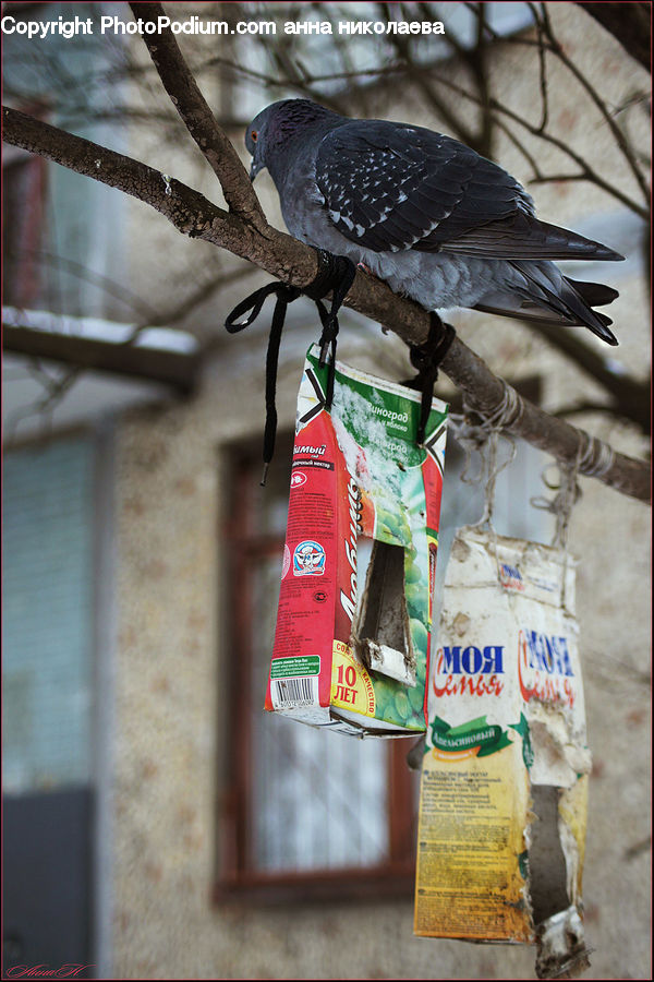 Bird, Dove, Pigeon, Buzzard, Harrier, Hawk, Vulture