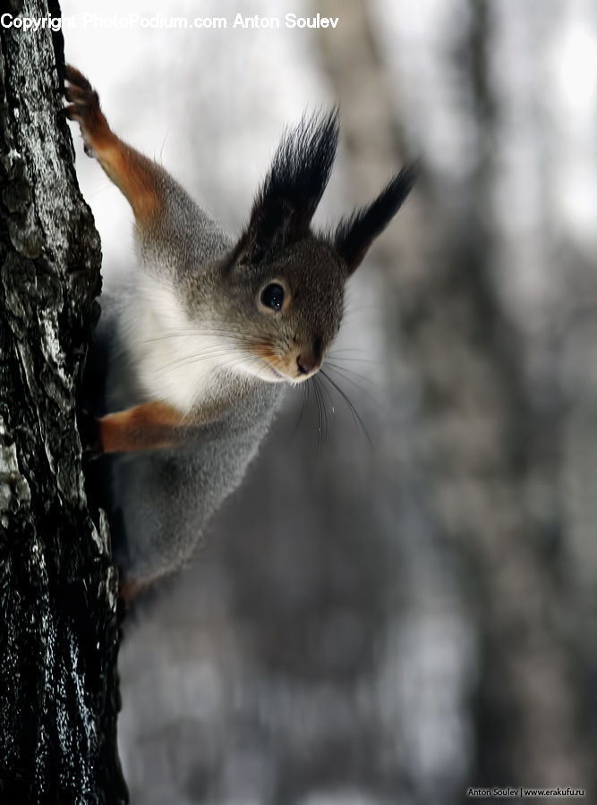 Animal, Mammal, Rodent, Squirrel, Beak, Bird, Rock
