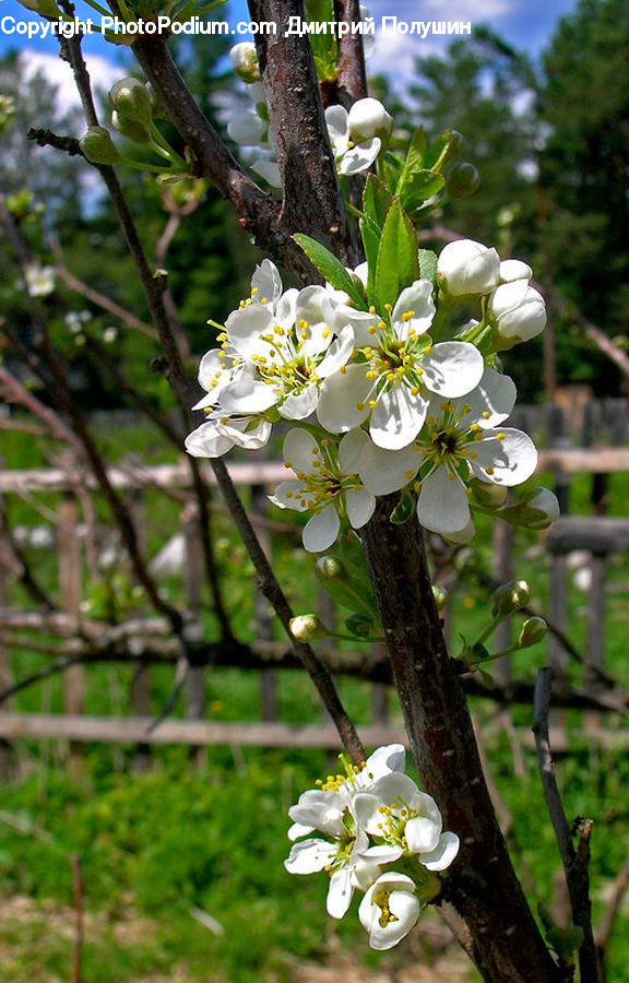 Blossom, Flora, Flower, Plant, Cherry Blossom