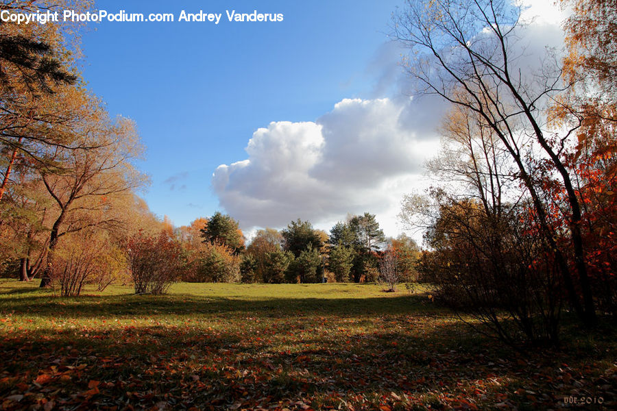 Park, Dirt Road, Gravel, Road, Field, Grass, Grassland