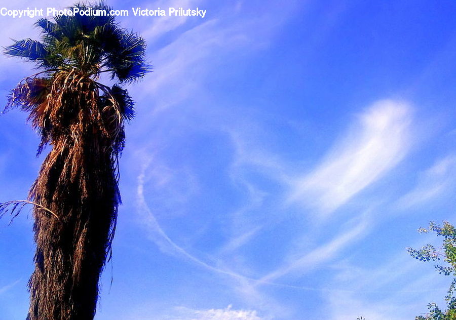 Palm Tree, Plant, Tree, Azure Sky, Cloud, Outdoors, Sky