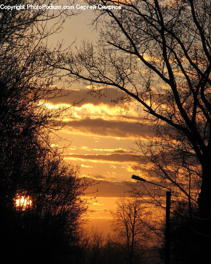 Dawn, Dusk, Sky, Sunrise, Sunset, Plant, Tree