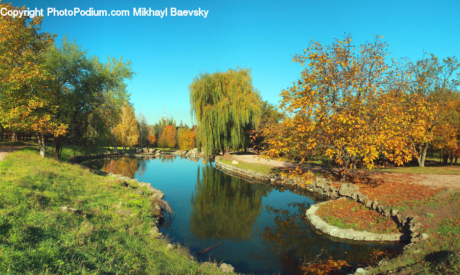 Outdoors, Pond, Water, Park, Conifer, Fir, Plant