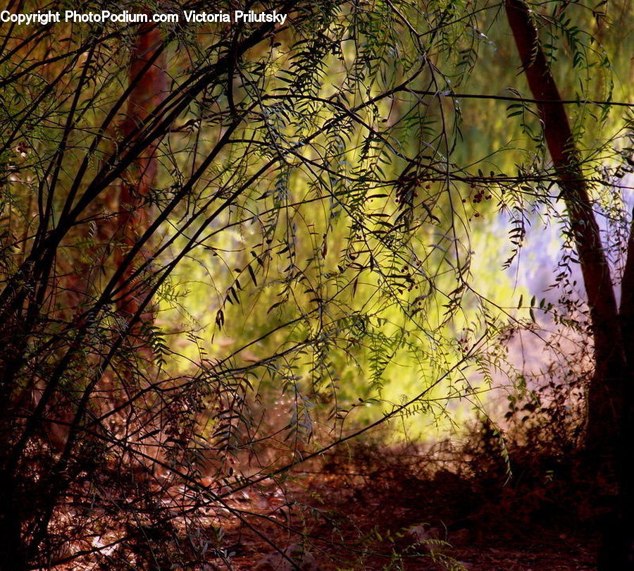 Grass, Plant, Reed, Forest, Vegetation, Flare, Light