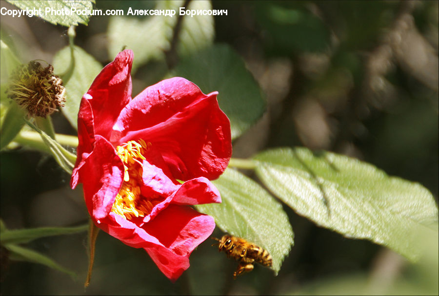 Flora, Flower, Hibiscus, Plant, Poppy, Blossom, Geranium