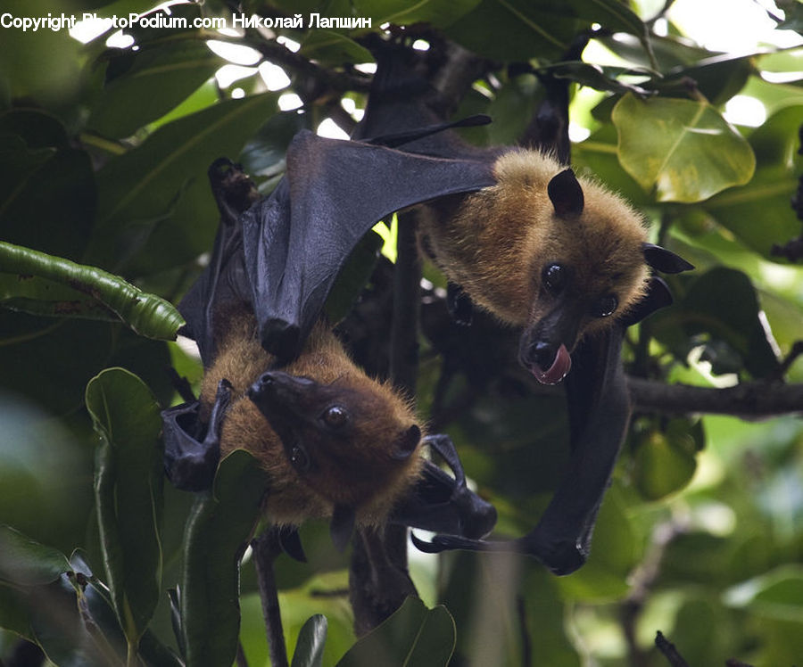 Animal, Bat, Racket, Bee, Insect, Invertebrate, Plant