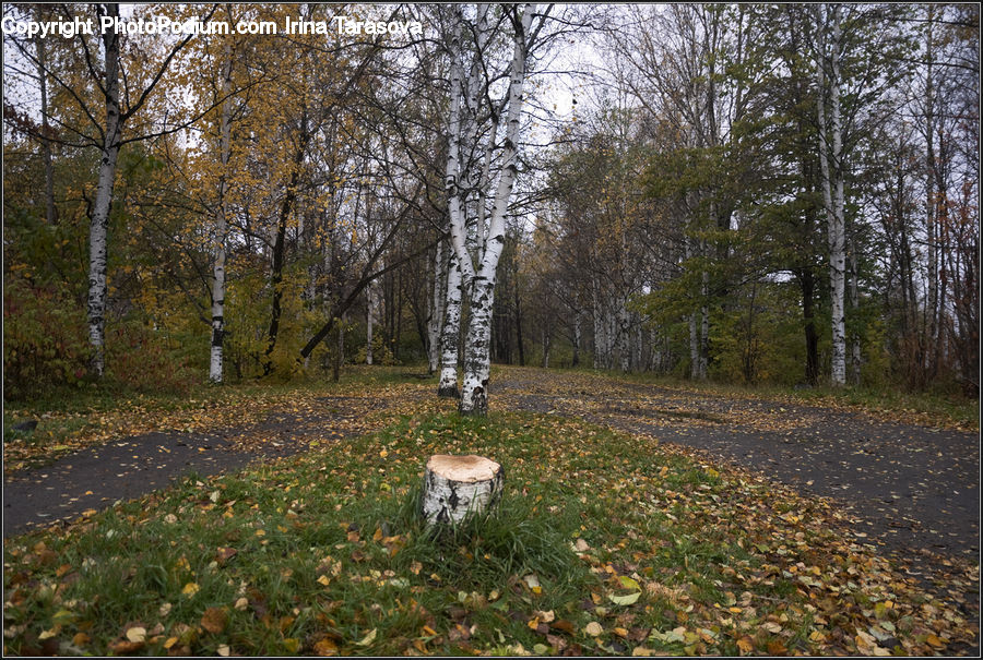 Birch, Tree, Wood, Forest, Grove, Land, Ground