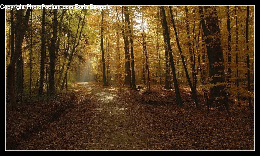 Forest, Vegetation, Dirt Road, Gravel, Road, Grove, Land