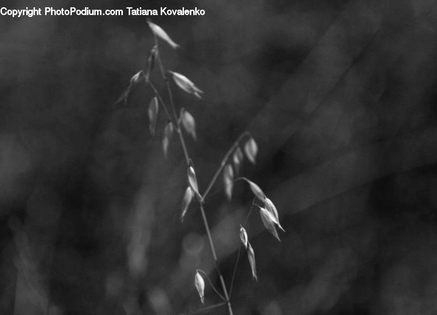 Grass, Plant, Reed, Acanthaceae, Annonaceae, Blossom, Flora