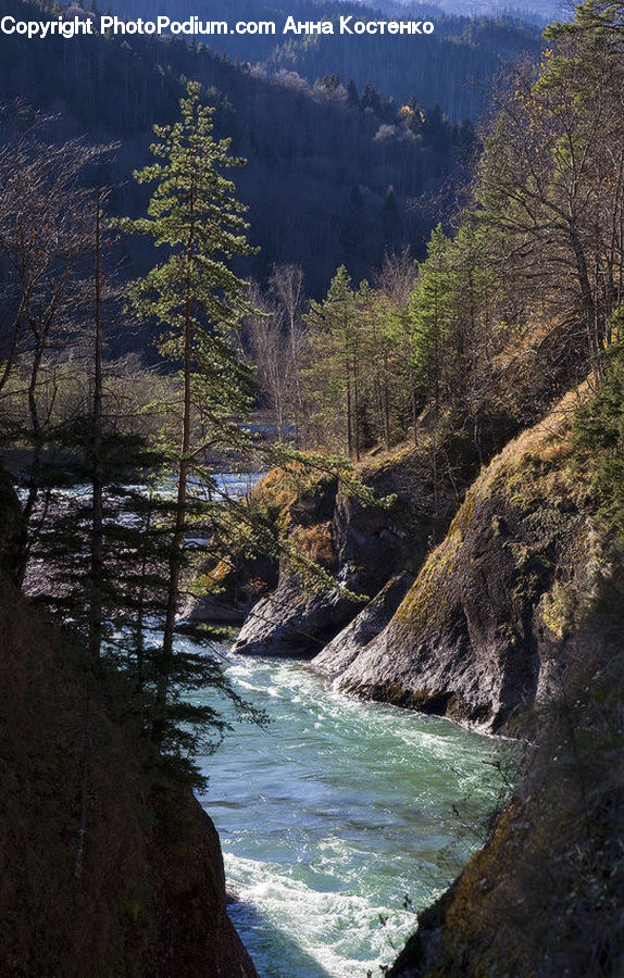 Conifer, Larch, Tree, Wood, Creek, Outdoors, River