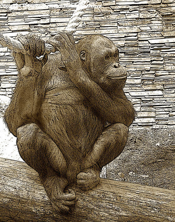 Art, Gargoyle, Statue