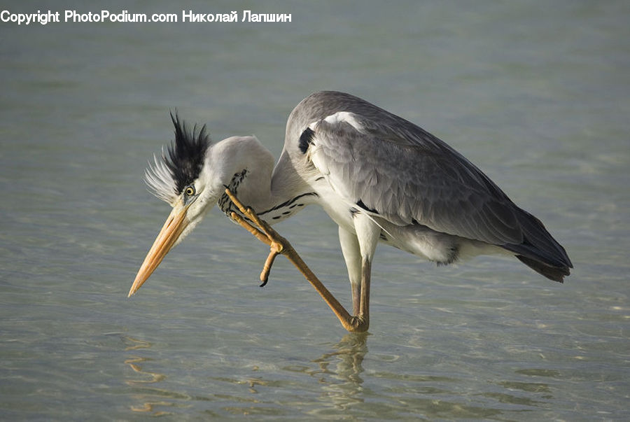 Ardeidae, Bird, Crane Bird, Heron, Stork, Waterfowl, Beak