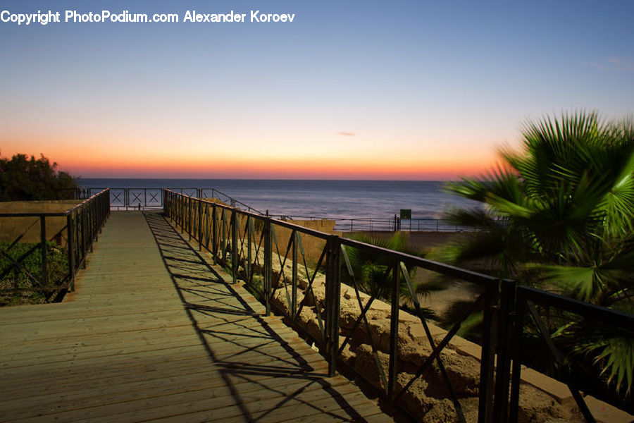 Plant, Potted Plant, Boardwalk, Deck, Path, Sidewalk, Walkway