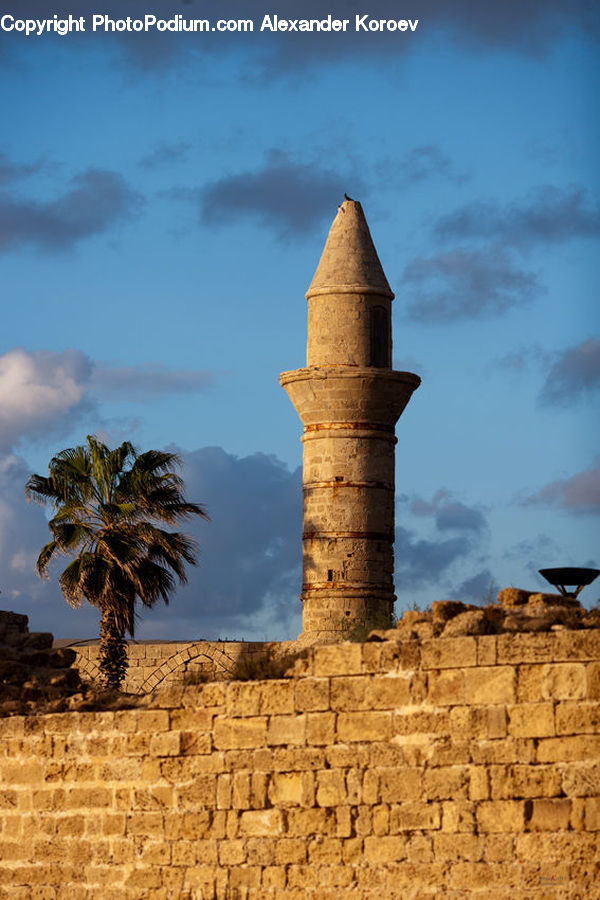 Palm Tree, Plant, Tree, Architecture, Bell Tower, Clock Tower, Tower
