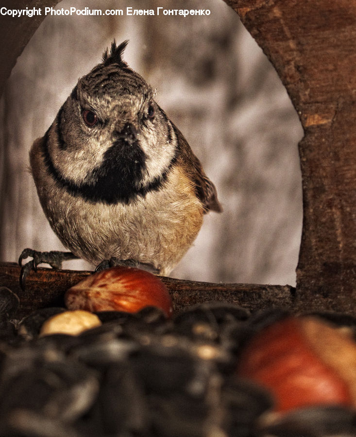 Bird, Quail, Beak
