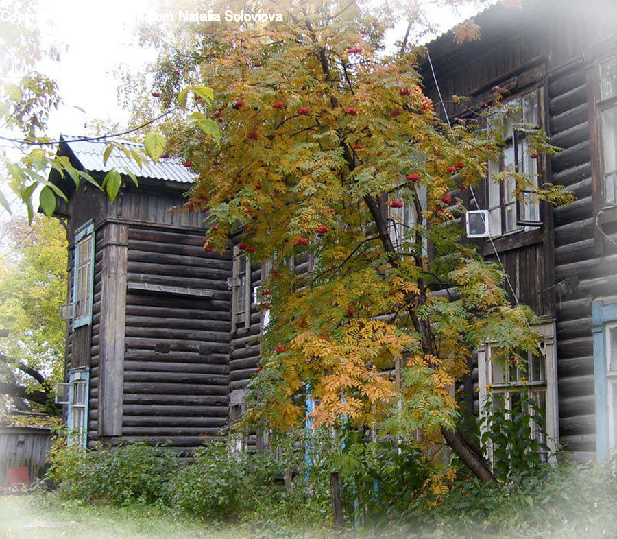 Outhouse, Shack, Building, Cottage, Housing, Conifer, Plant