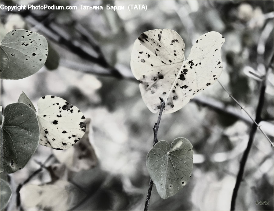Blossom, Flora, Flower, Plant, Veins, Outdoors, Sand