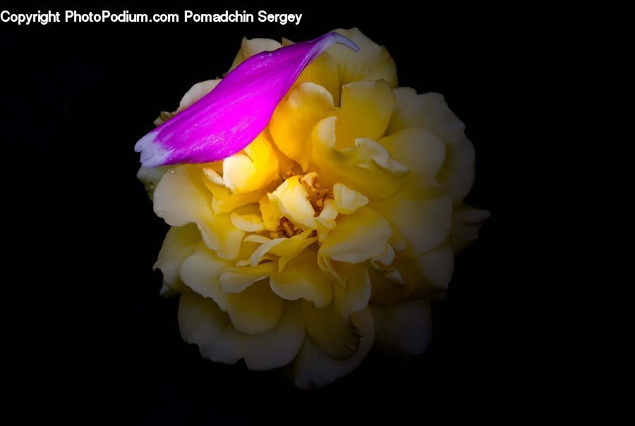 People, Person, Human, Blossom, Flower, Peony, Plant