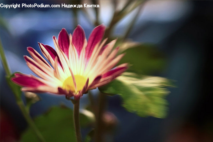 Blossom, Flora, Flower, Plant, Asteraceae, Daisies, Daisy