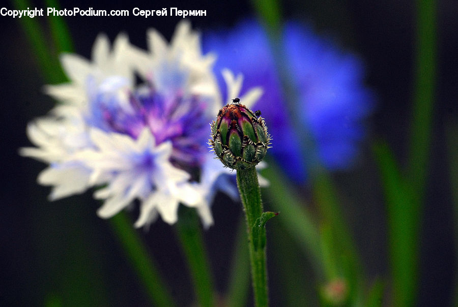 Bee, Bumblebee, Honey Bee, Insect, Invertebrate, Flora, Pollen