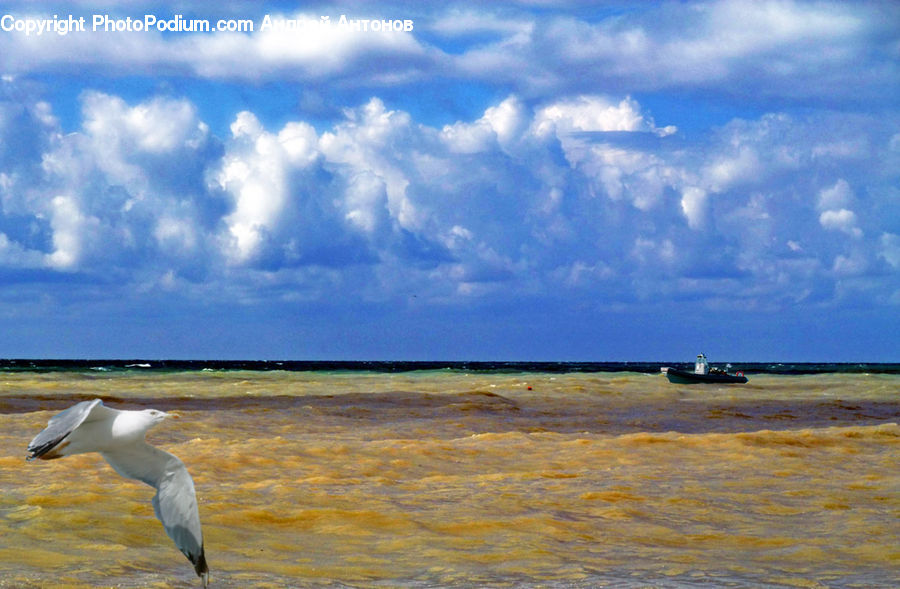 Bird, Seagull, Azure Sky, Cloud, Outdoors, Sky, Cumulus
