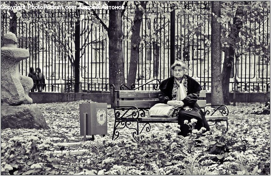 People, Person, Human, Bench, Sitting, Forest, Grove
