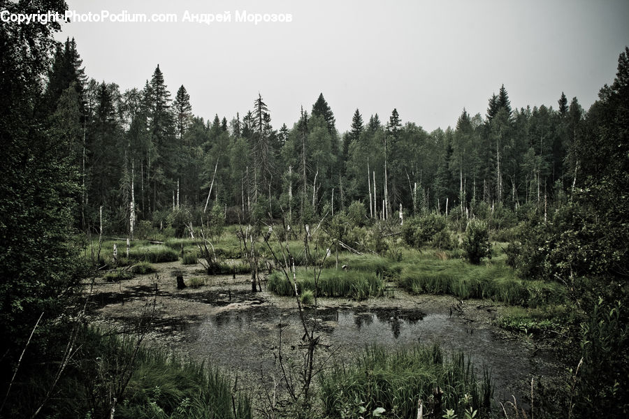Conifer, Fir, Spruce, Wood, Pine, Forest, Vegetation