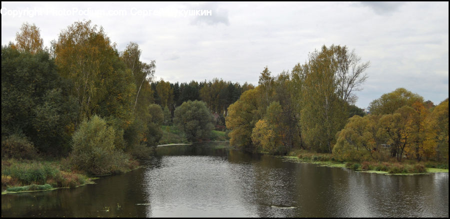 Canal, Outdoors, River, Water, Conifer, Fir, Plant