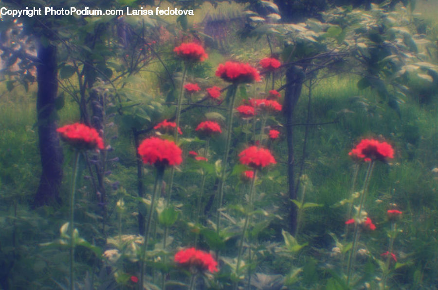 Plant, Potted Plant, Blossom, Flora, Flower, Geranium, Coral Reef