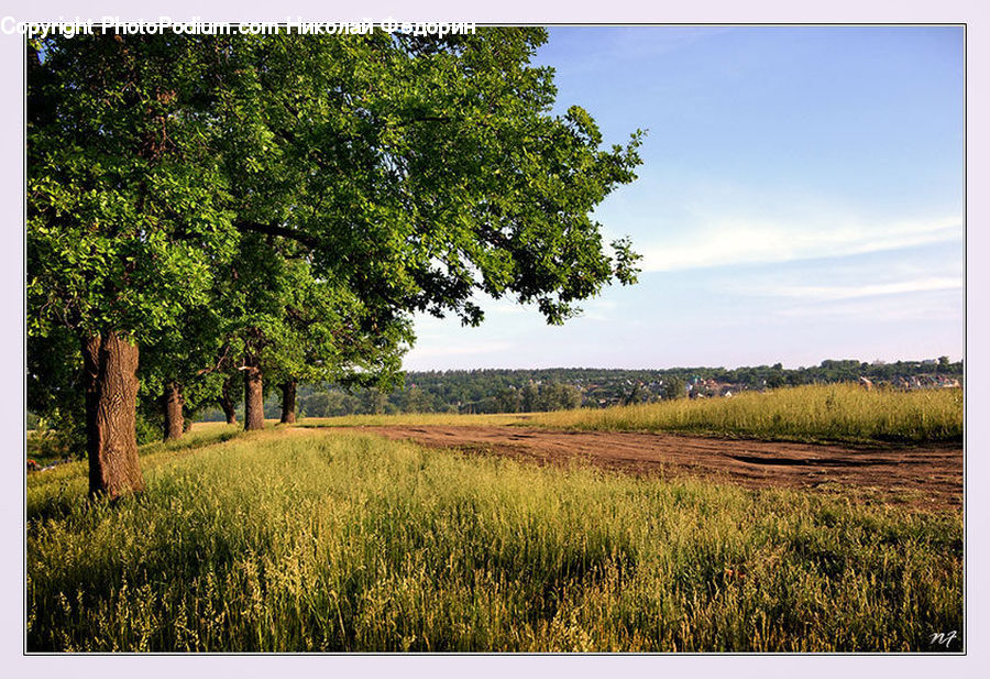 Field, Grass, Grassland, Land, Outdoors, Plant, Tree