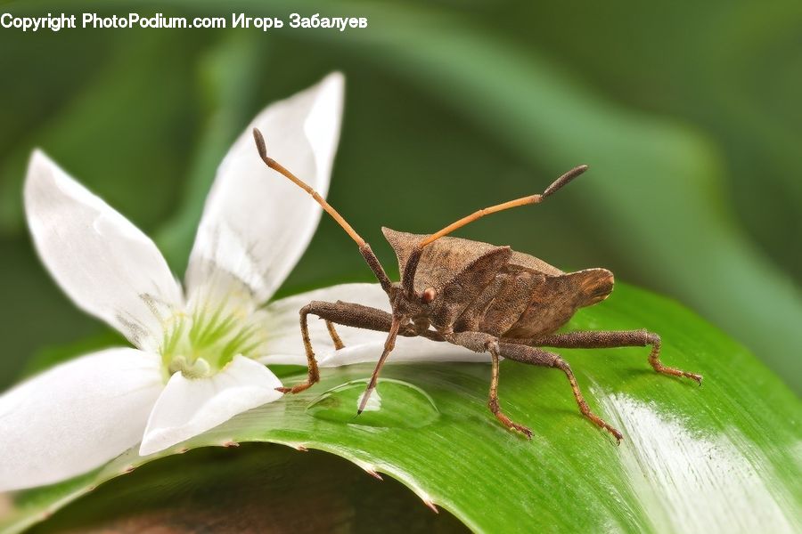Cricket Insect, Grasshopper, Insect, Invertebrate, Amphibian, Wildlife, Frog