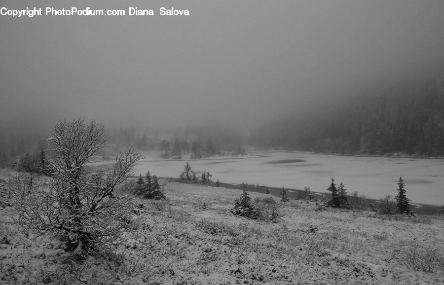 Frost, Ice, Outdoors, Snow, Conifer, Fir, Pine