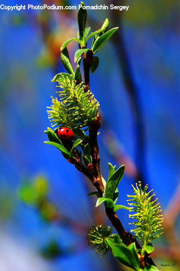 Bud, Plant, Conifer, Fir, Tree, Blossom, Flora