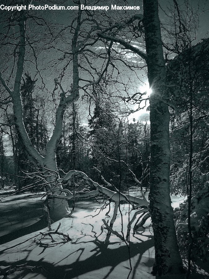 Plant, Tree, Birch, Wood, Forest, Vegetation, Grove