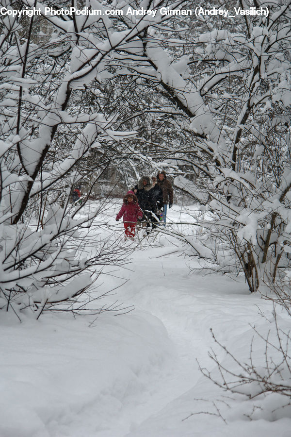 Ice, Outdoors, Snow, Arctic, Winter, Plant, Tree